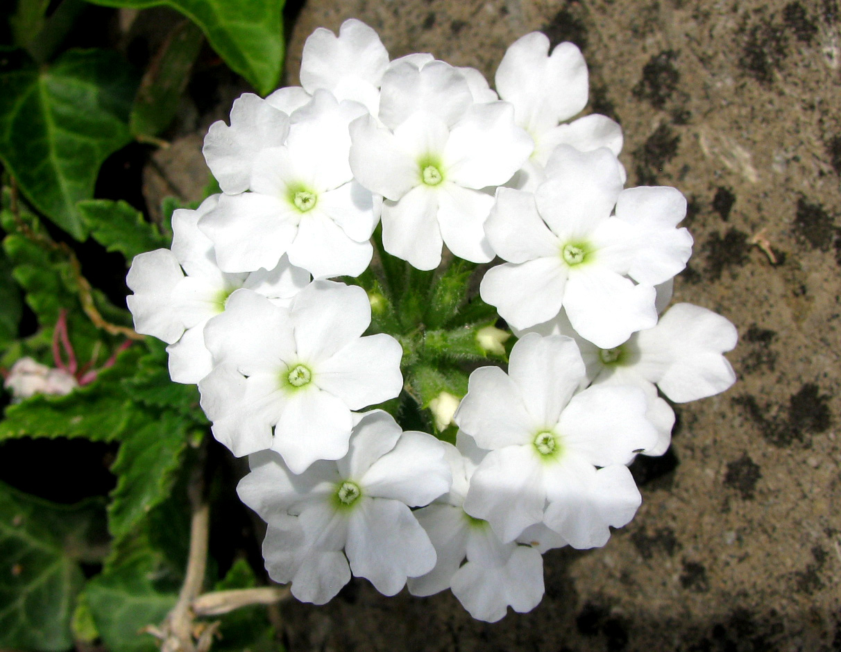 Image of Glandularia &times; hybrida specimen.