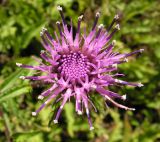 Cirsium vlassovianum