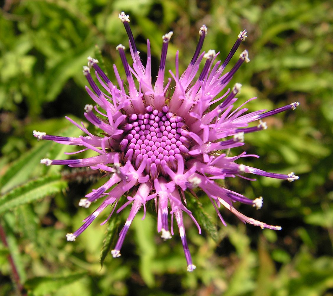 Image of Cirsium vlassovianum specimen.