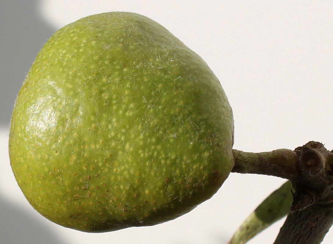 Image of Pyrus salicifolia specimen.