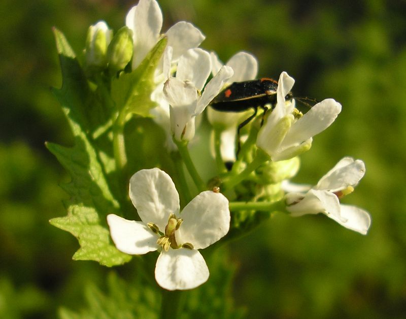 Изображение особи Alliaria petiolata.