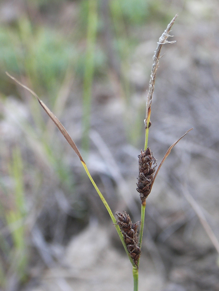 Image of genus Carex specimen.