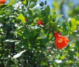 Punica granatum. Верхушка ветви с цветком и бутонами. Греция, Дельфы. 09.06.2009.