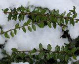 Lonicera variety yunnanensis