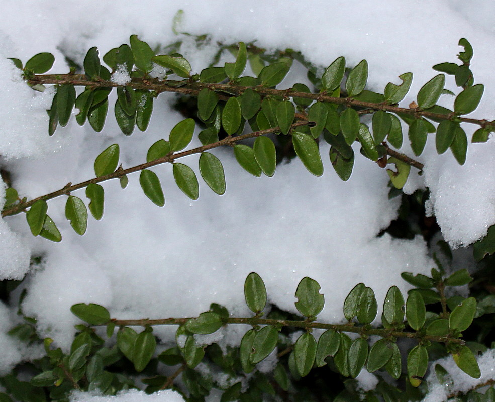 Изображение особи Lonicera ligustrina var. yunnanensis.