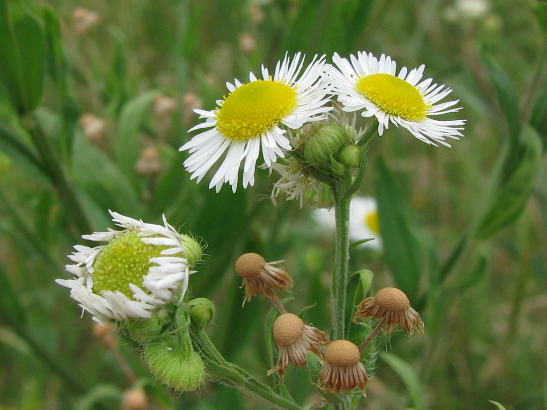 Image of genus Phalacroloma specimen.