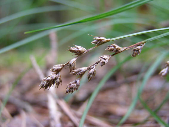 Изображение особи Carex brunnescens.