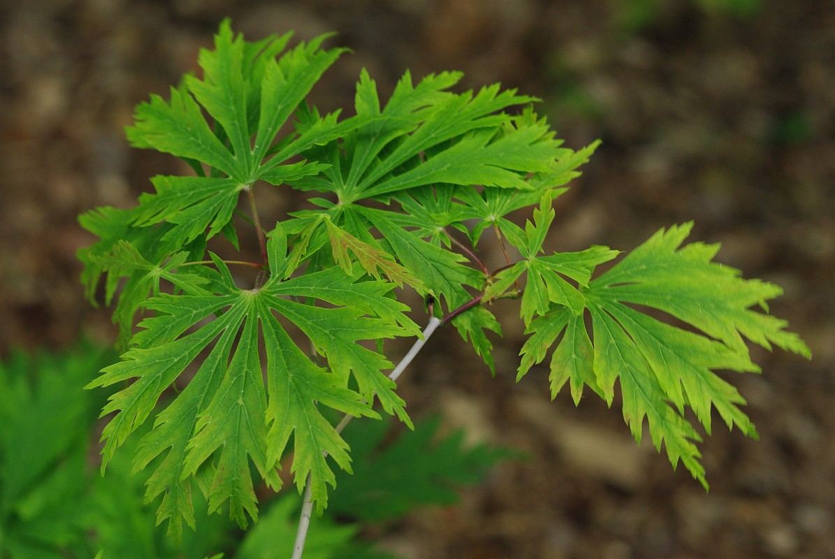 Image of Acer japonicum specimen.