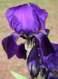 genus Iris. Цветок и бутон. Германия, г. Krefeld, Ботанический сад. 02.06.2013.