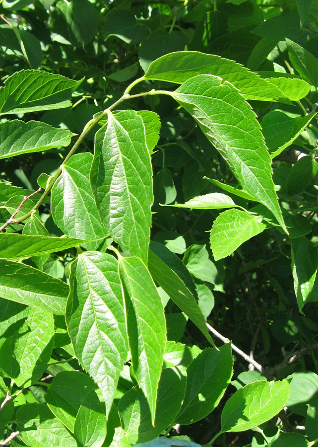 Image of Celtis glabrata specimen.