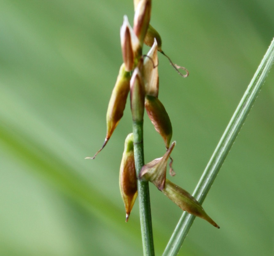 Image of Carex pulicaris specimen.