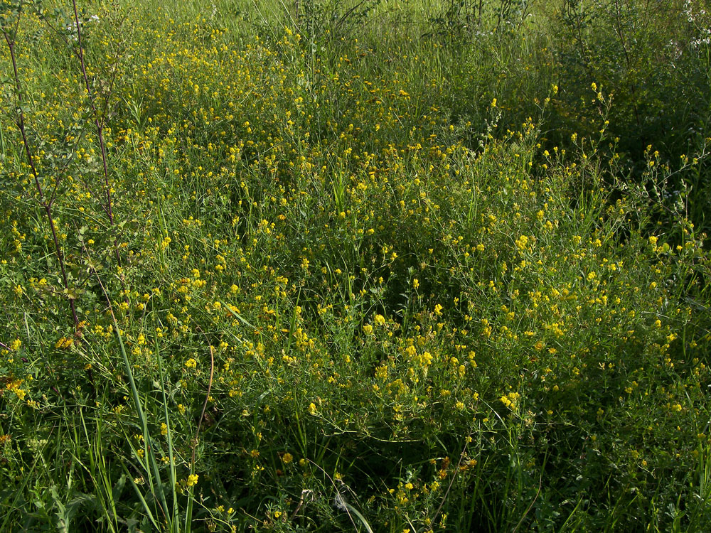 Изображение особи Medicago vardanis.