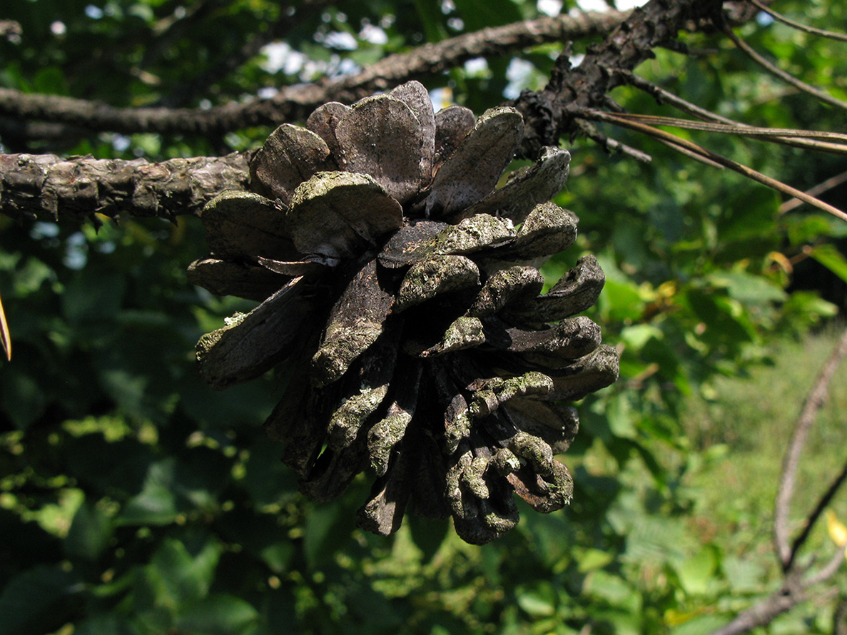 Изображение особи Pinus pallasiana.