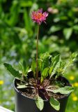 Taraxacum porphyranthum