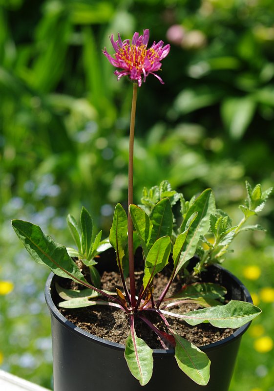 Изображение особи Taraxacum porphyranthum.