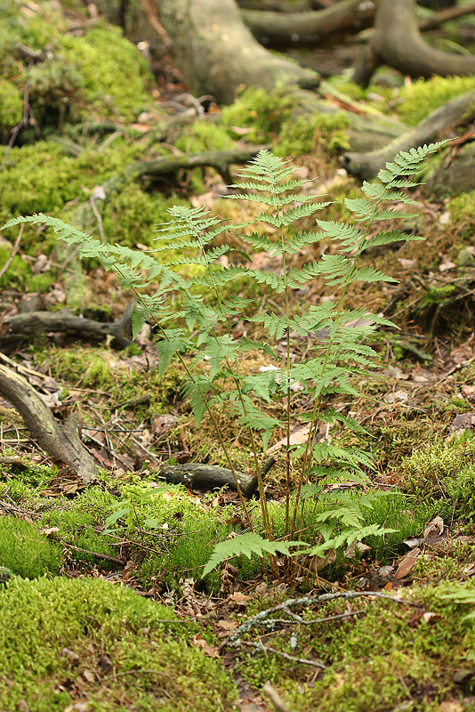 Изображение особи Dryopteris carthusiana.