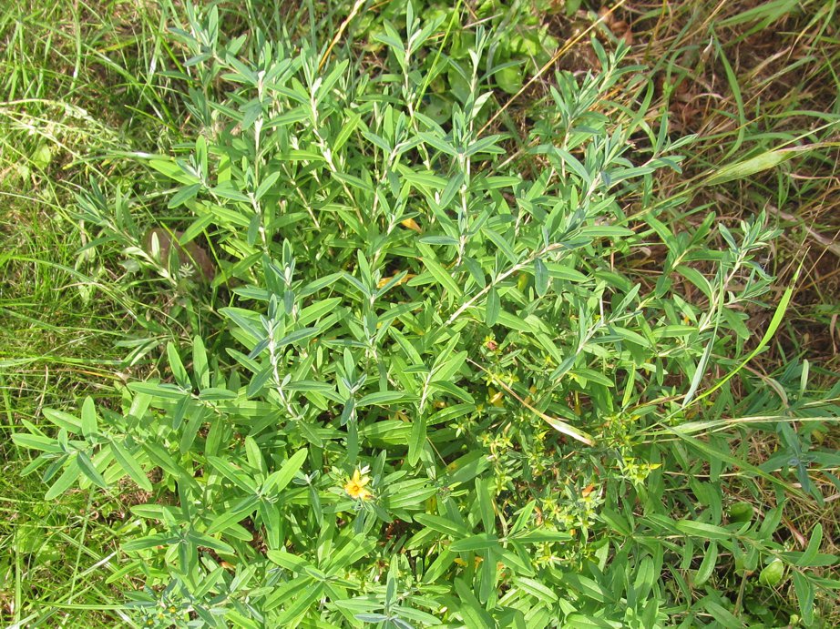 Image of Hypericum lobocarpum specimen.