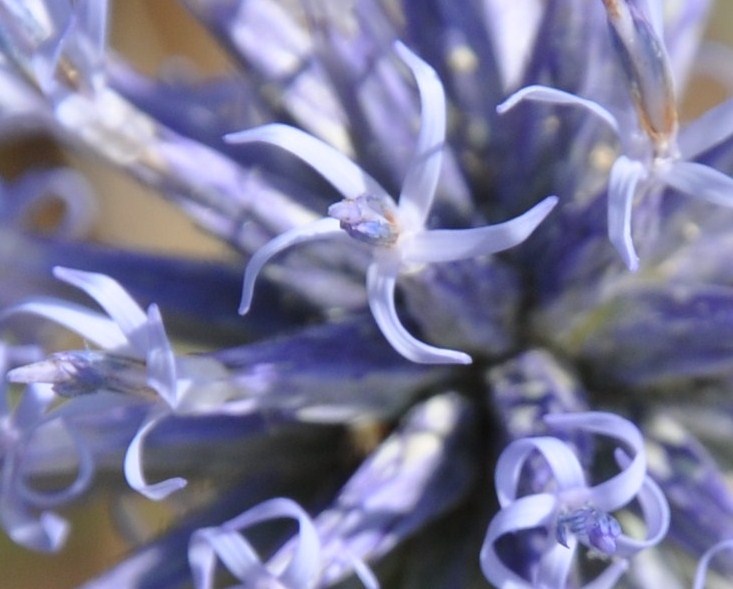 Image of Echinops microcephalus specimen.