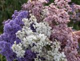 Limonium gmelinii. Соцветия (различные хроматические формы). Алтайский край, Баевский р-н, окр. с. Баево, левый берег р. Кулунда, пойменный солончаковый луг. 21 июля 2011 г.