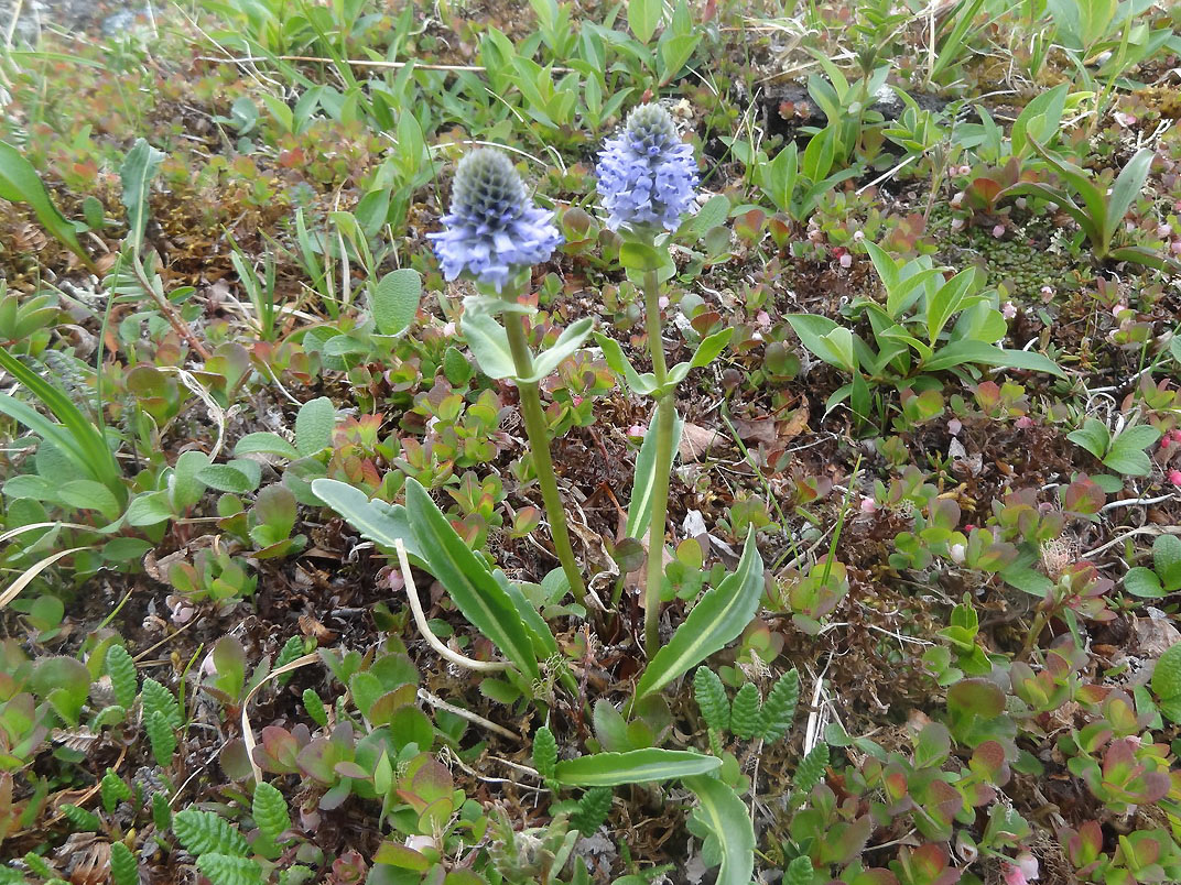 Image of Lagotis minor specimen.