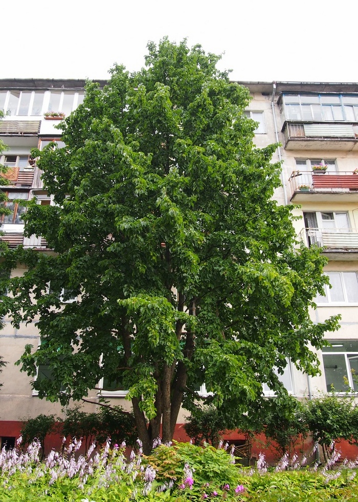 Изображение особи Corylus colurna.