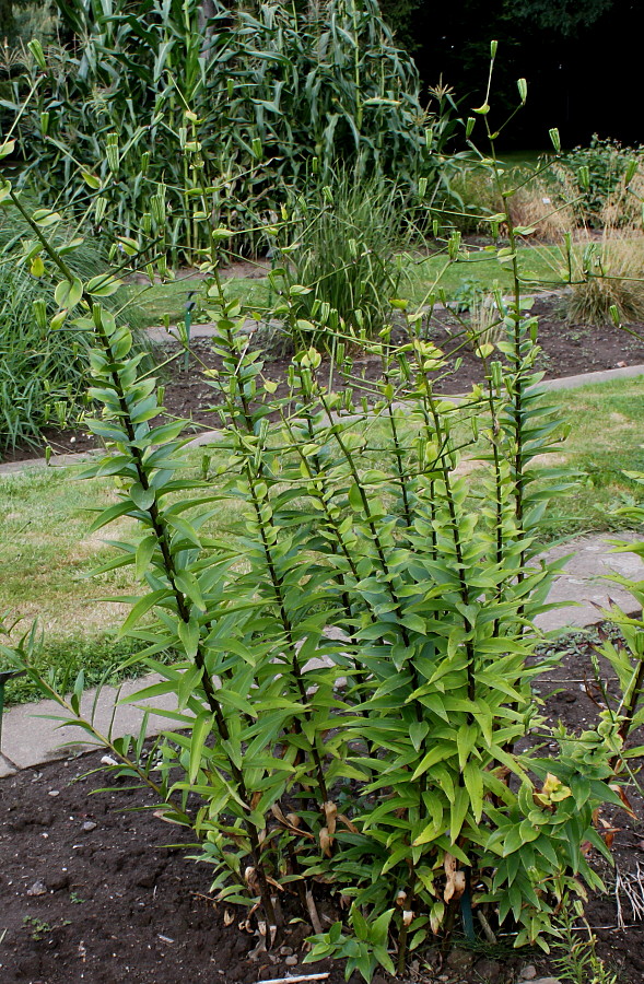 Image of Lilium henryi specimen.