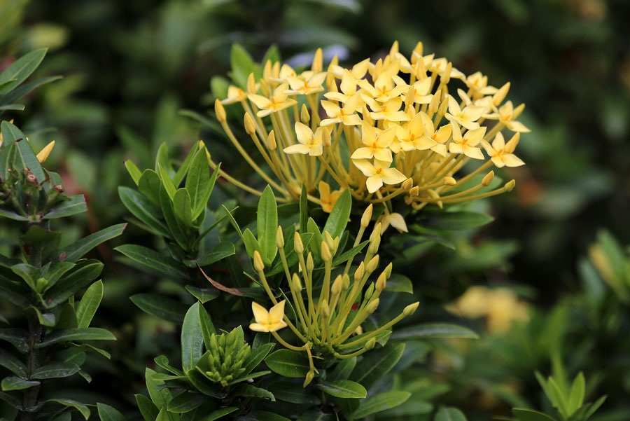 Image of genus Ixora specimen.