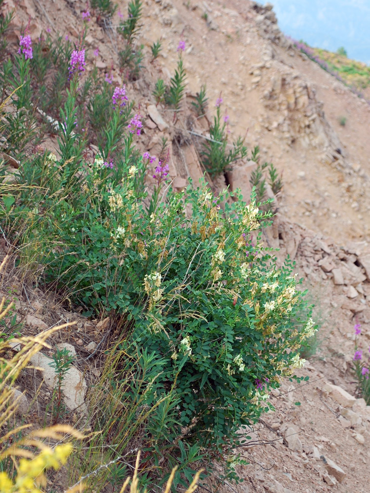 Изображение особи Hedysarum flavescens.