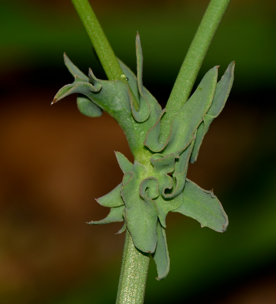 Изображение особи Launaea mucronata.