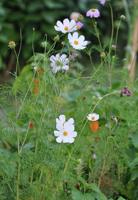 Изображение особи Cosmos bipinnatus.