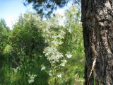 Filipendula vulgaris