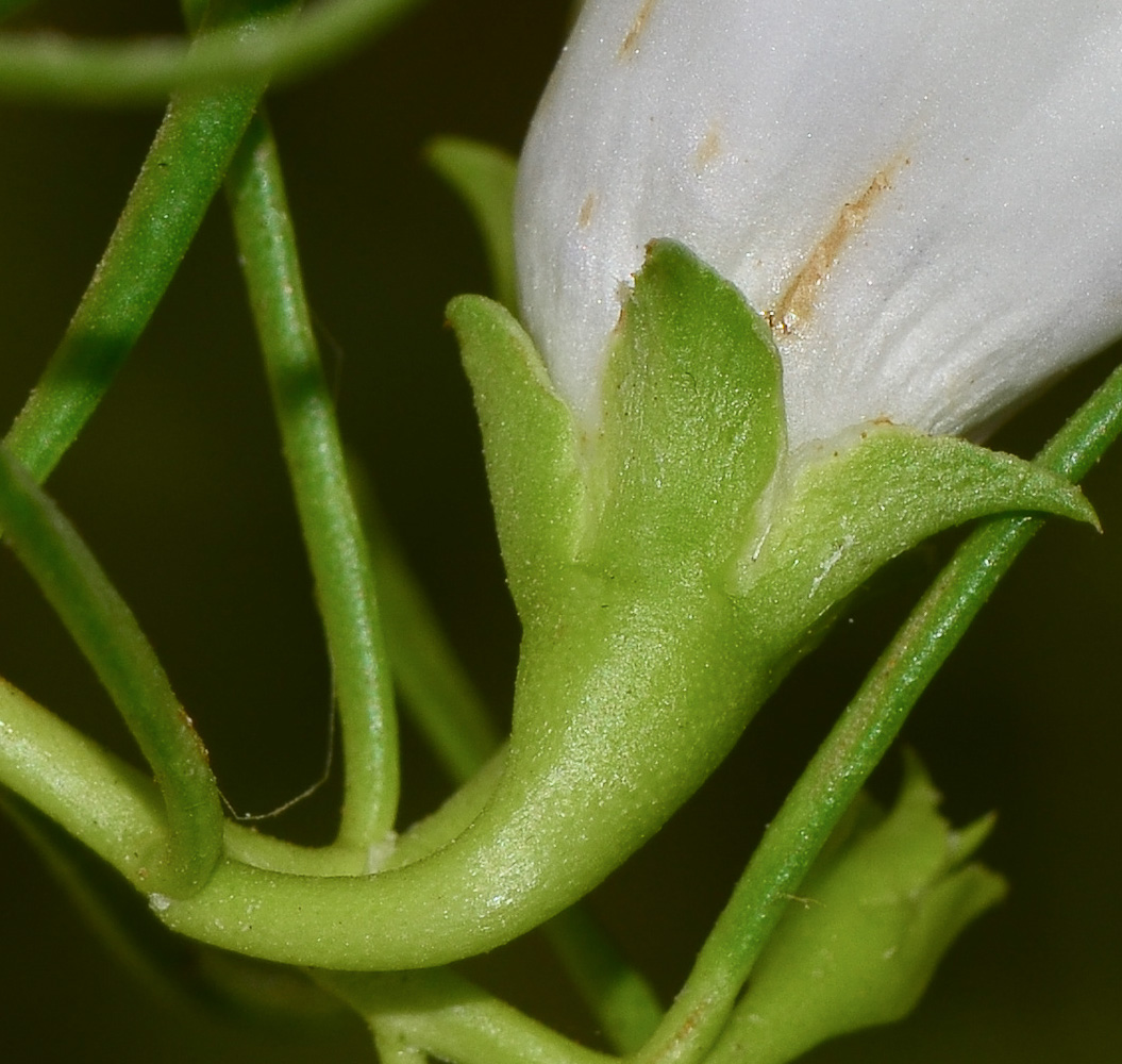 Изображение особи Eremophila polyclada.