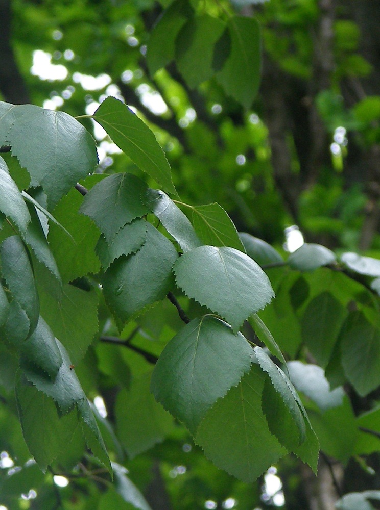 Image of genus Betula specimen.