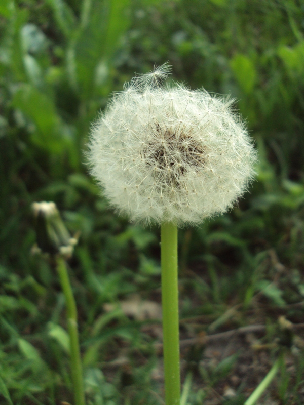 Изображение особи Taraxacum officinale.