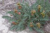 Astragalus physodes