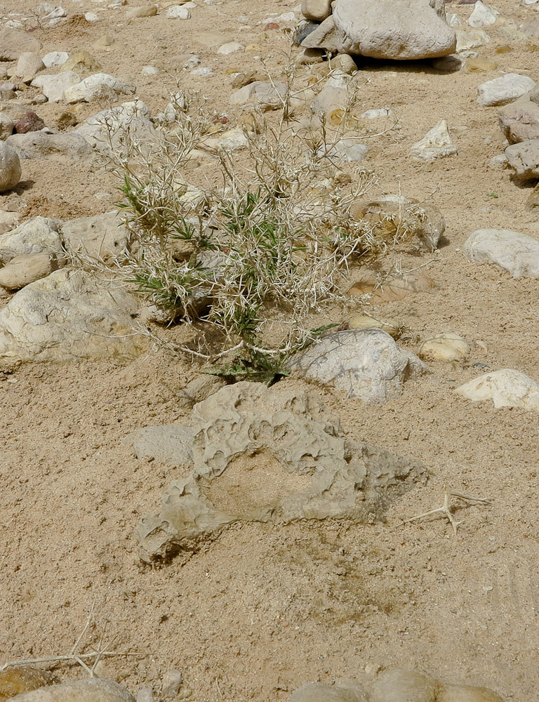 Image of Iphiona scabra specimen.