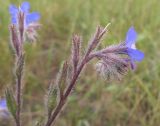 Anchusa azurea. Верхушки побегов с соцветиями. Краснодарский край, окр. г. Крымск, глиняный карьер.06.06.2014.