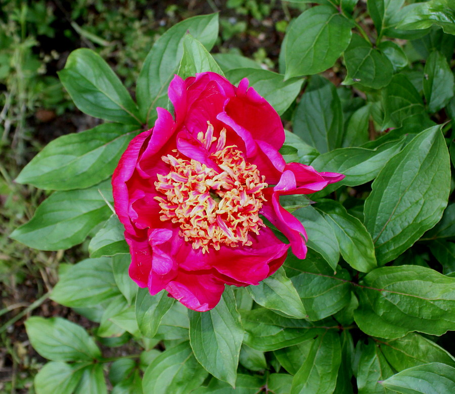 Image of Paeonia lactiflora specimen.