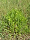 Achillea stepposa