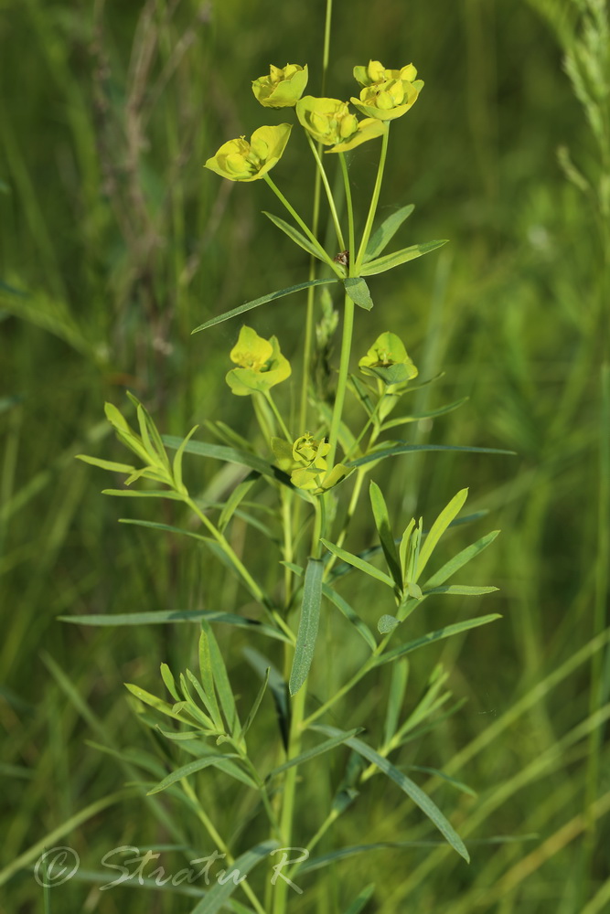 Изображение особи Euphorbia esula.