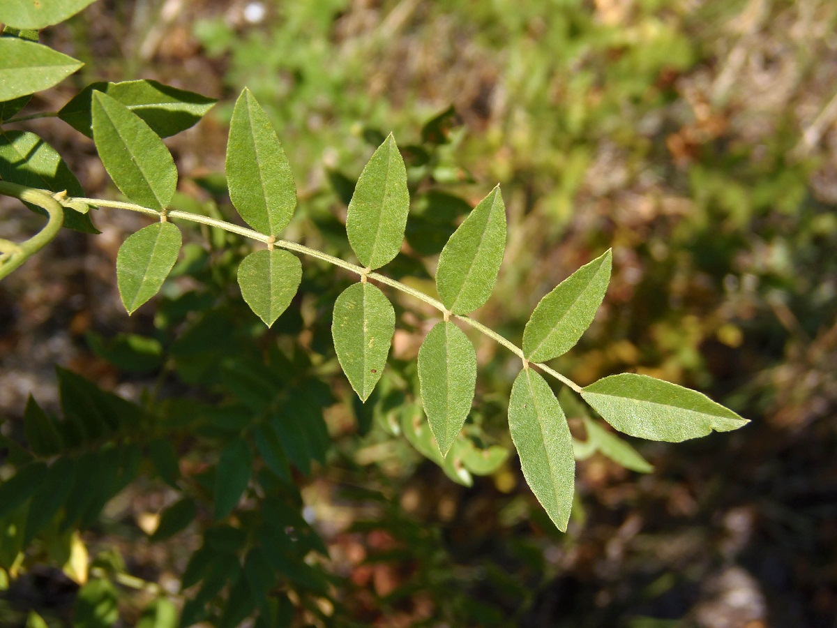 Image of Glycyrrhiza glandulifera specimen.