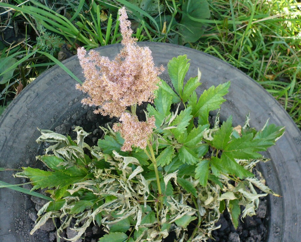 Изображение особи род Astilbe.