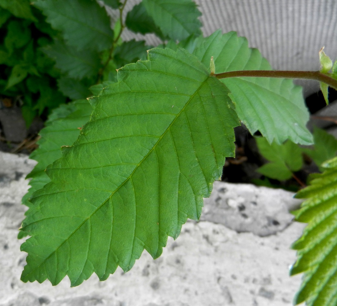 Изображение особи Ulmus laevis.