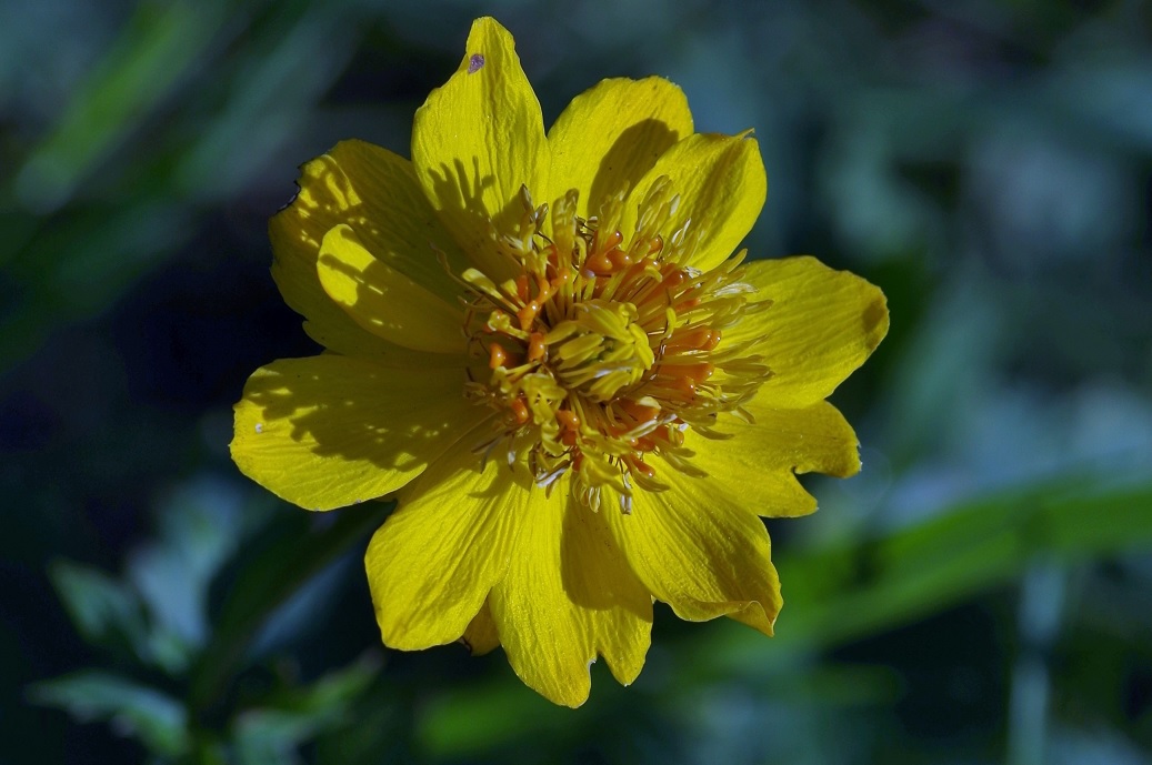 Image of Trollius dschungaricus specimen.