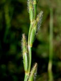 Elytrigia trichophora