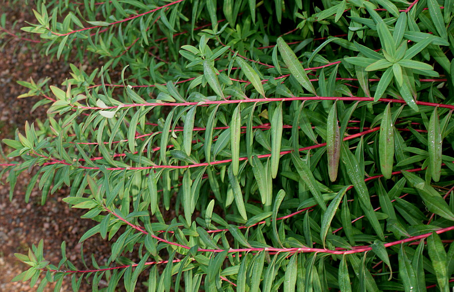 Image of Euphorbia palustris specimen.