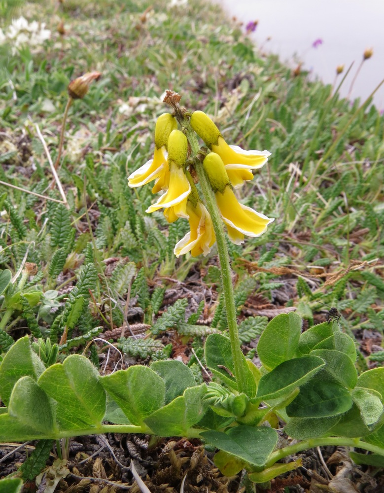 Image of Astragalus umbellatus specimen.