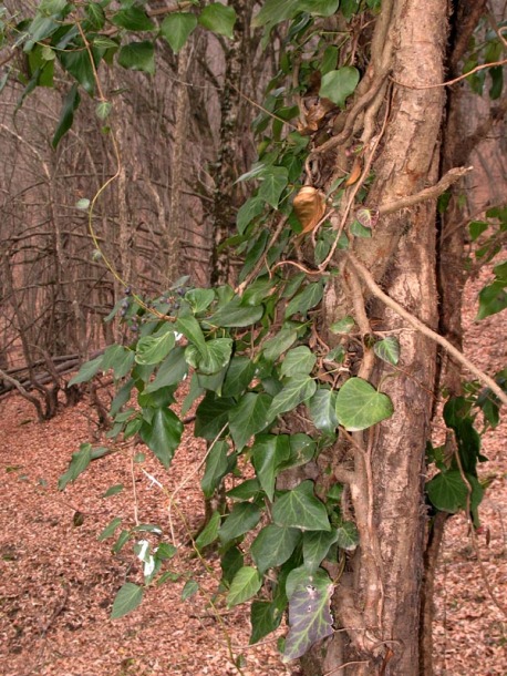 Image of Hedera pastuchovii specimen.