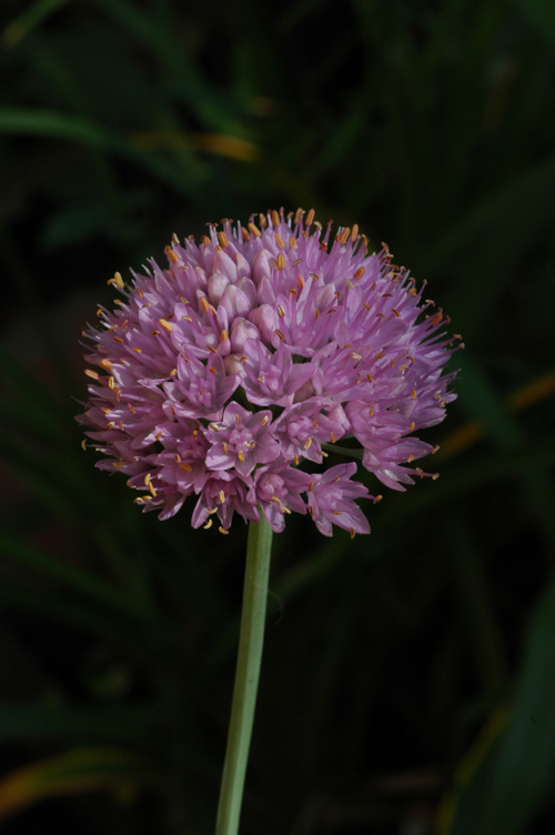 Image of Allium lusitanicum specimen.