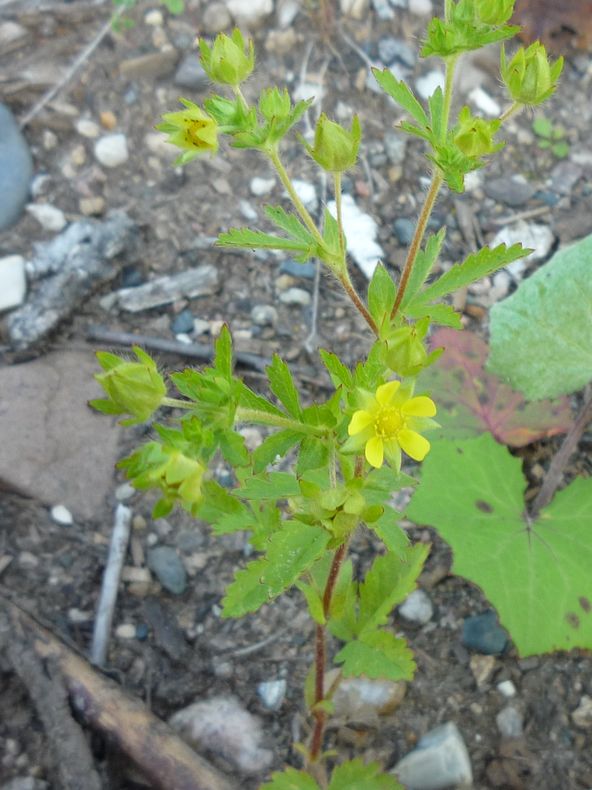 Image of Potentilla norvegica specimen.